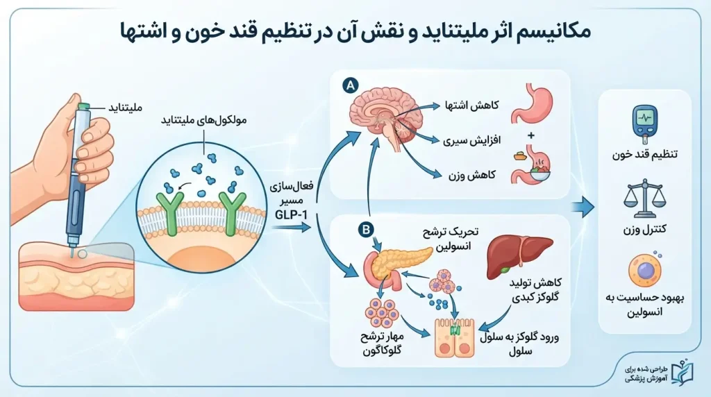 اینفوگرافیک نحوه عملکرد آمپول ملیتاید برای کاهش وزن و کنترل اشتها