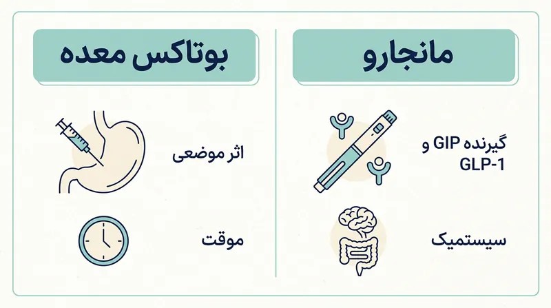 اینفوگرافیک مقایسه مکانیسم اثر بوتاکس معده و مانجارو برای کاهش وزن